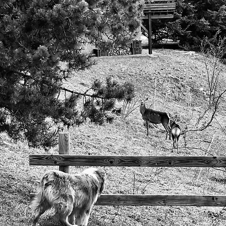 L'eider * Bolquere Pyrenees 2000