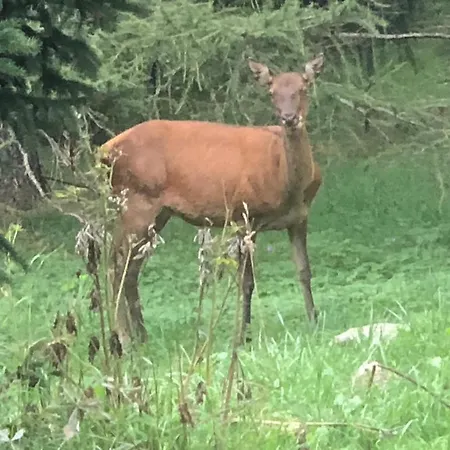 L'eider Bolquere Pyrenees 2000