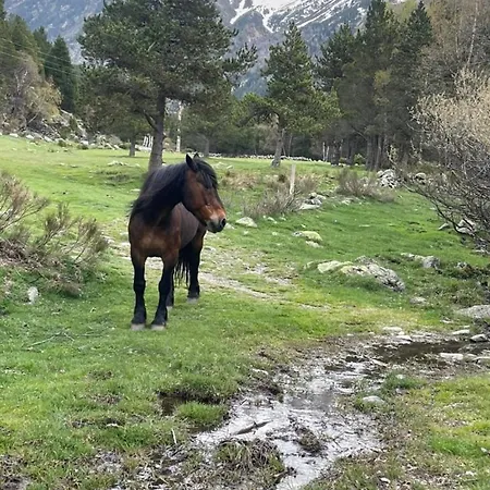 L'eider * Bolquere Pyrenees 2000