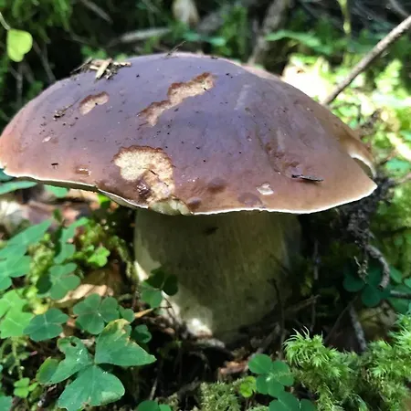 L'eider Bolquere Pyrenees 2000